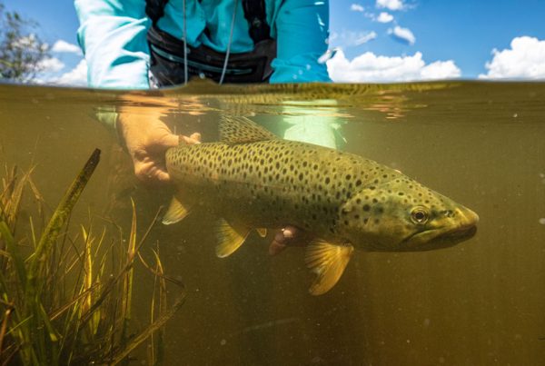 Underwater view of man putting fish back into waist-deep water.