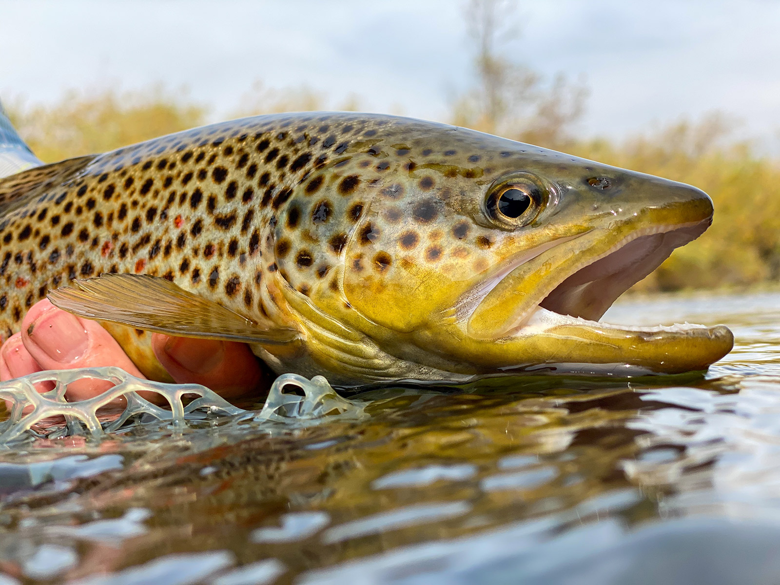 Slide ElevenCOfishing 8569
